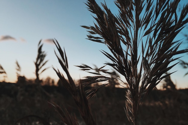 Close-up van tarweplanten op het veld tegen een heldere lucht