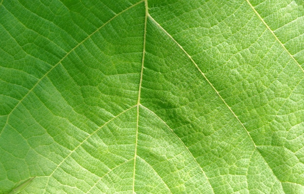 Close-up van teak groen blad achtergrondstructuur (butea monosperma)