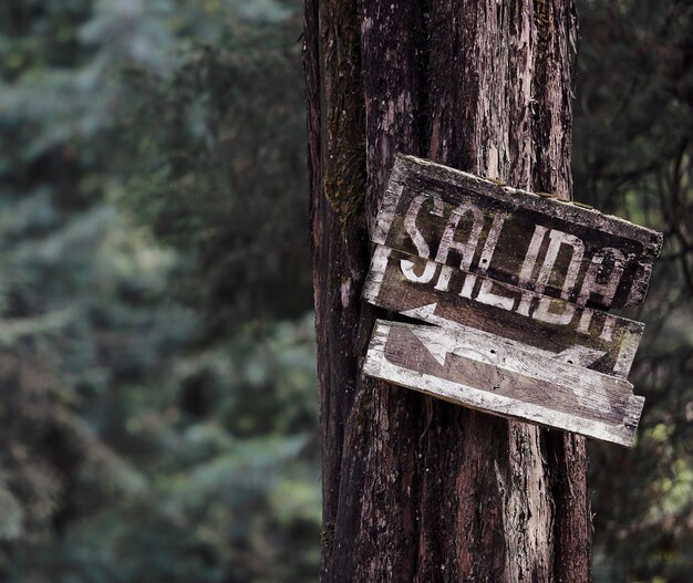 Foto close-up van tekst op boomstam in het bos