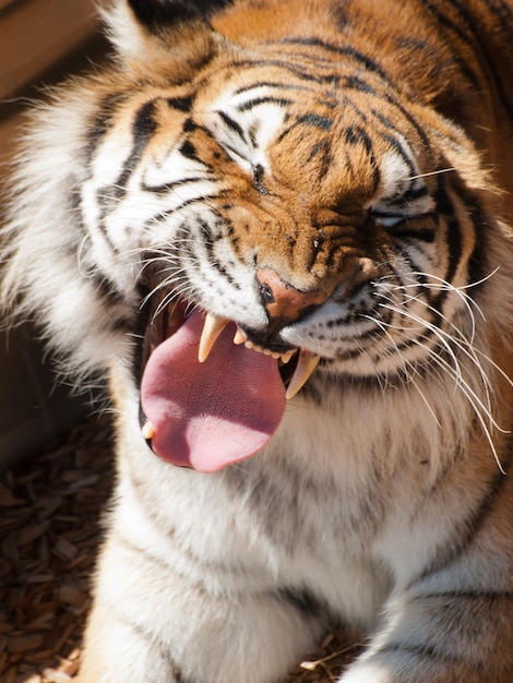 Close up van tijger in gevangenschap.