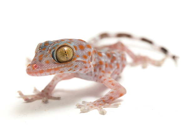 Close-up van Tokay Gecko-reptiel