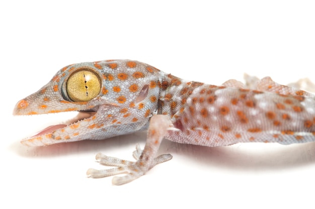 Close-up van Tokay Gecko-reptiel