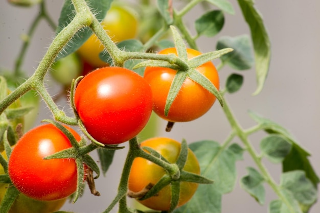 Close-up van tomaten die in de open lucht groeien