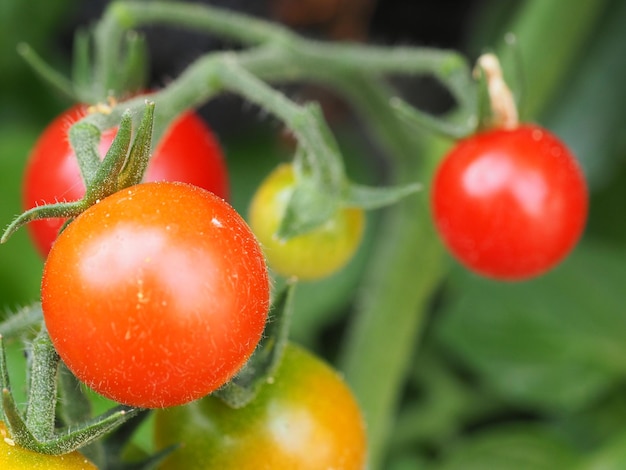 Close-up van tomaten die op de plant groeien