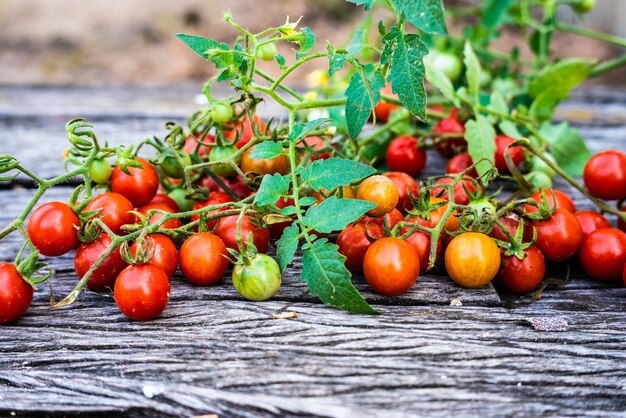 Close-up van tomaten op tafel