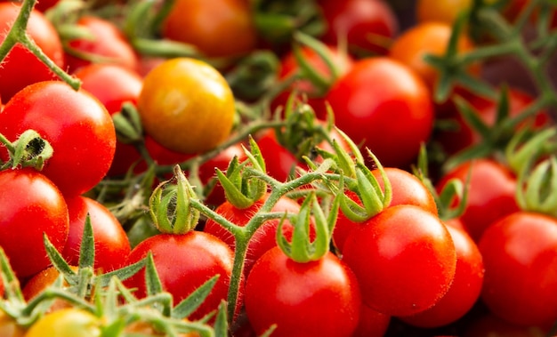 Close-up van tomaten