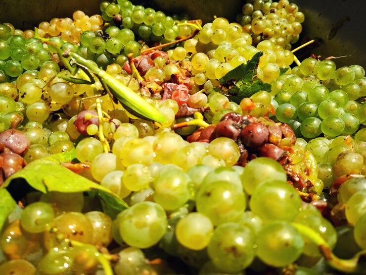 Foto close-up van tomaten