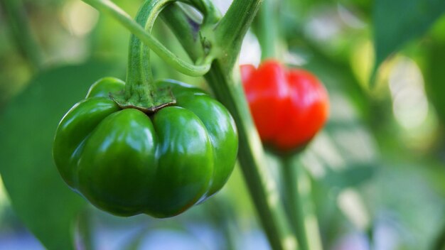 Foto close-up van tomaten