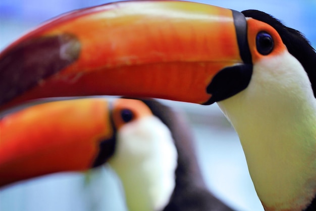 Foto close-up van toucans in het dierenrijk van kobe