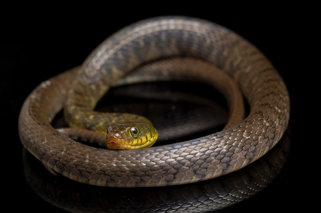 Close-up van triangle keelback-slang