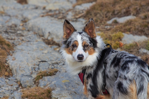 Close-up van tricolor border collie-hond in de bergen