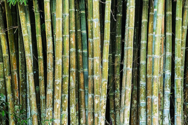 Close-up van tropische bamboe jungle stengels
