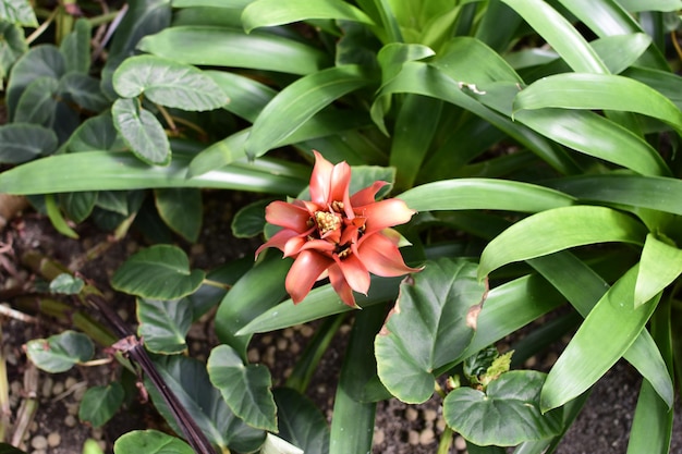 Close-up van tropische bloem