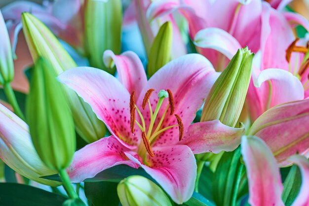 Close-up van tuin gevuld met roze leliebloemen in de zomer Lilium bloeien op gazon in het voorjaar van bovenaf Mooie bloeiende planten ontluiken in een natuurlijke omgeving Lelies bloeien in een natuurreservaat