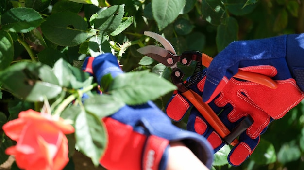 Close-up van tuinman handen in handschoenen snijden roos met snoeischaar in tuin tuinieren tuinbouw