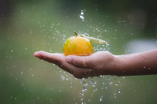 Close-up van tuinman houden en sinaasappelen in de hand wassen met waterdruppel en waterplons in de sinaasappels veldtuin in de ochtendtijd.