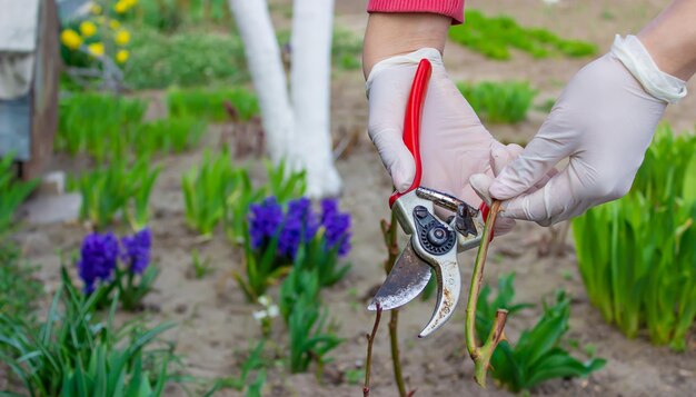 Close-up van tuinmannen in beschermende handschoenen met een snoeischaar die de lente snoeit van een rozenstruik