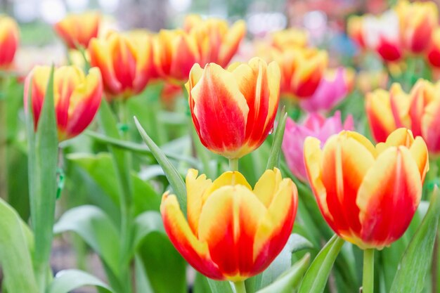 Foto close-up van tulpen die buiten bloeien