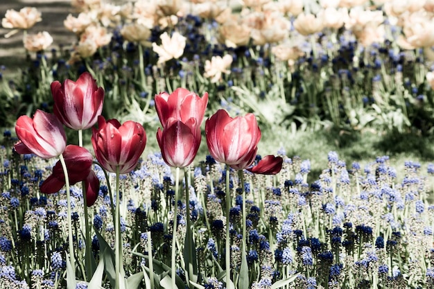 Foto close-up van tulpen die buiten bloeien