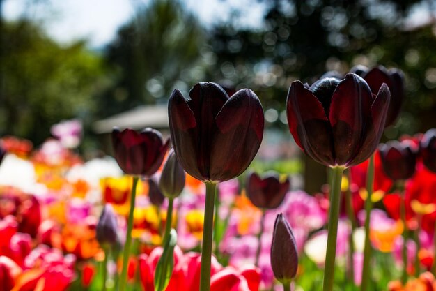 Foto close-up van tulpen in het park