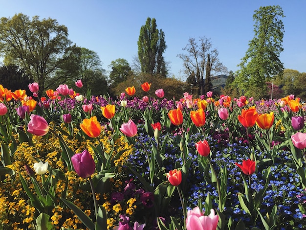 Foto close-up van tulpen in het park