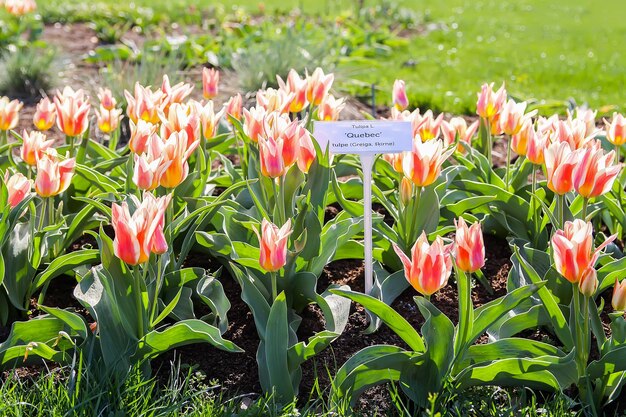 Foto close-up van tulpen in het veld