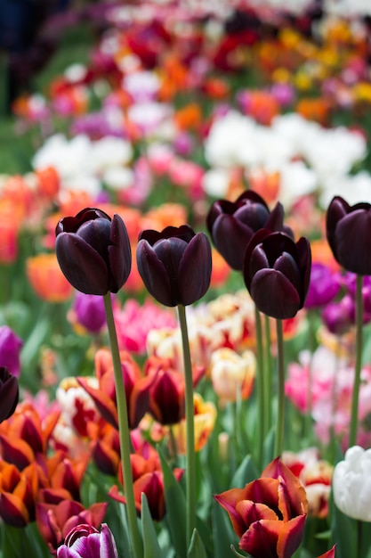 Close-up van tulpen op het veld