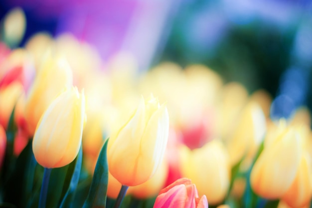 Close-up van tulpen