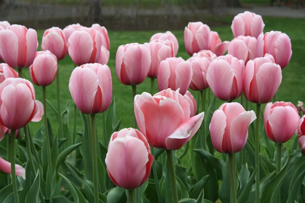 Foto close-up van tulpen