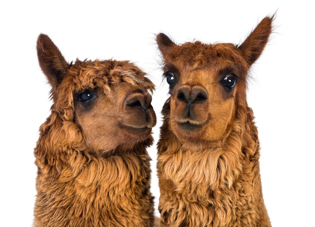 Close-up van twee Alpaca's, een kijkt weg en een
