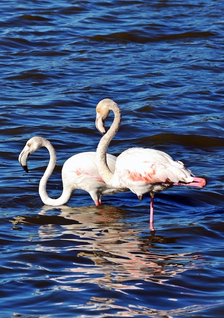 close-up van twee flamingo's in de lagune