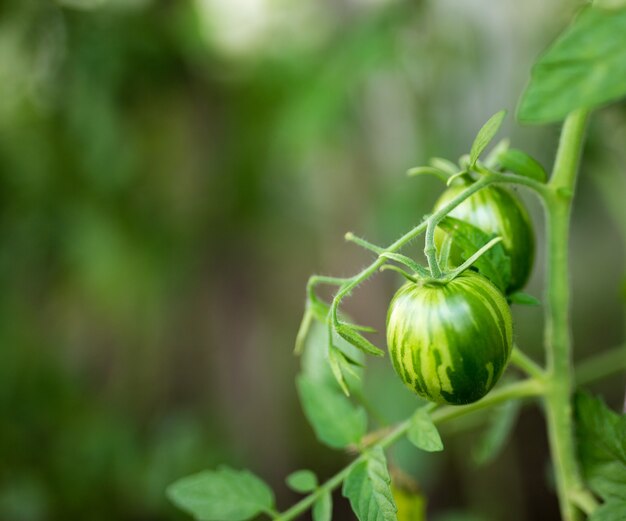 Close up van twee groene tomaten in de tuin