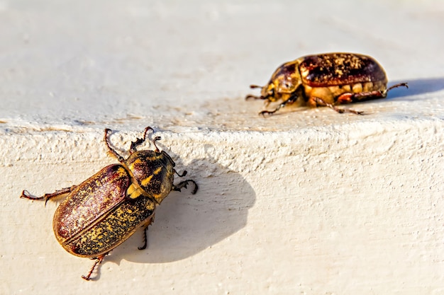 Close-up van twee grote mei bugs