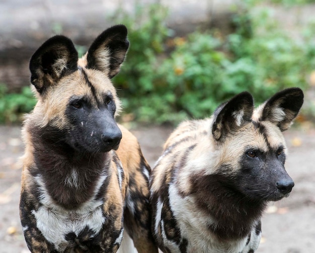 Foto close-up van twee honden