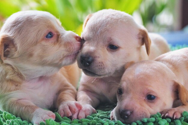 Foto close-up van twee honden