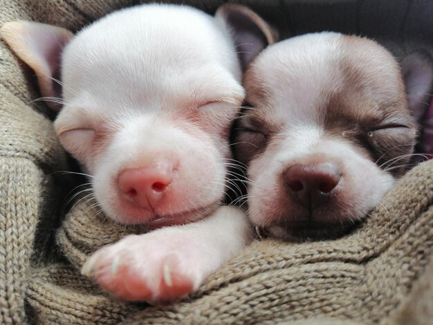 Foto close-up van twee honden