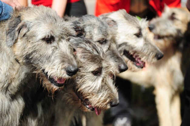 Foto close-up van twee honden