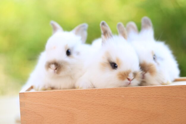 Foto close-up van twee honden