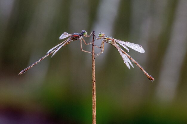 Close-up van twee insecten
