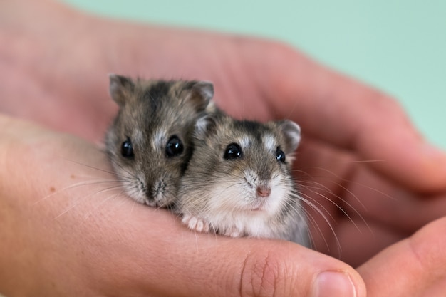 Close-up van twee kleine grappige miniatuurjungar-hamsters die op de handen van een vrouw zitten. Pluizige en schattige Dzhungar-ratten thuis.