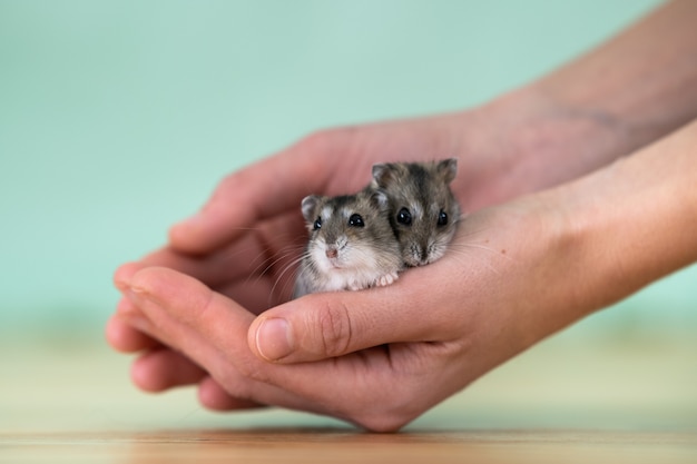 Close-up van twee kleine grappige miniatuurjungarhamsters die op de handen van een vrouw zitten. pluizige en schattige dzhungar-ratten thuis.