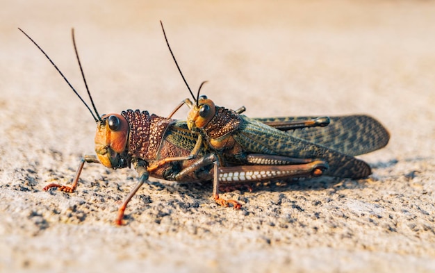 Close-up van twee krekels die paren Weergave van twee krekels die paren Twee sprinkhanen die paren Insect paringsconcept