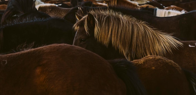 Close-up van twee paarden