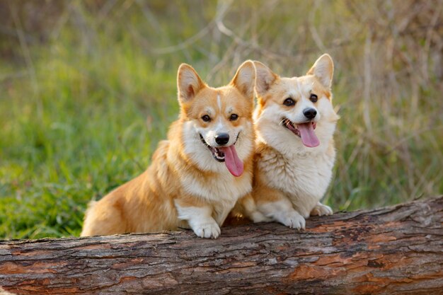 Close-up van twee speelse honden in een park