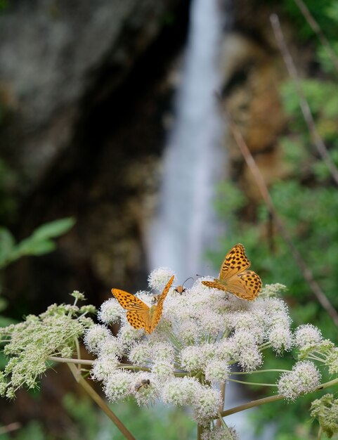 Close up van twee vlinders op een bloem