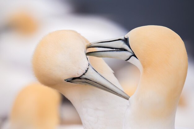 Close-up van twee vogels