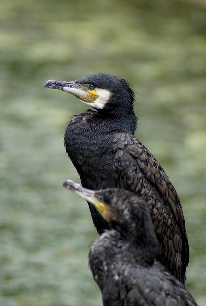 Foto close-up van twee vogels