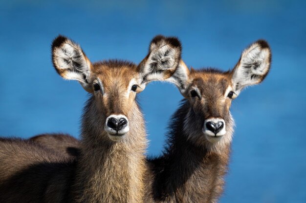 Foto close-up van twee vrouwelijke gewone waterbokken naast elkaar