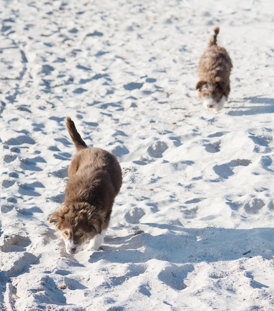 Close up van twee welpen die op het zand lopen