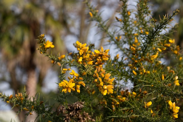 Close-up van Ulex Europaeus, bekend als Gorse-struik met kleine felgele bloemen, lentebloemachtergrond of textuur